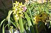 Cymbidium Akiba Canary-canary-1-jpg