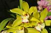 Cymbidium Akiba Canary-canary-2-jpg