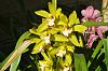 Cymbidium Akiba Canary-canry-3-jpg