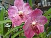 vanda nellie morley-flowers-001-jpg