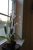 I brought my orchids home, now what? Please help!-oncidium-jpg