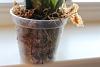 I brought my orchids home, now what? Please help!-oncidiumroot-jpg