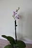 I brought my orchids home, now what? Please help!-phalmedium-jpg