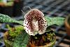 Paph. bellatulum look a like?-1240234205-jpg