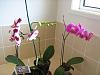 My phal is going basal keiki crazy-img_1248-1-jpg