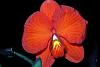 Orchids that do well in terrariums.-img_6376-jpg