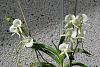 Angraecum longiscott-013-jpg