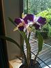 Cattleya LC Purple Cascade &quot;Fragrant Beauty-img_0062-jpg