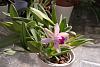 NOID cattleya in bloom-img_3268_-jpg