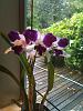 Cattleya LC Purple Cascade &quot;Fragrant Beauty-img_0066-jpg