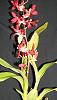 Bought more orchids-013-jpg