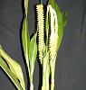 Dendrochilum magnum questions-016-jpg