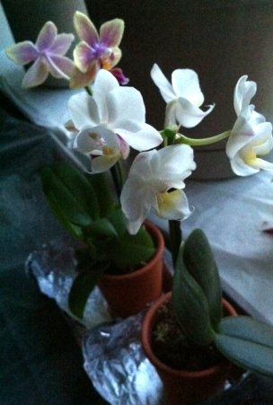 Is my miniature orchid still alive?-1-jpg