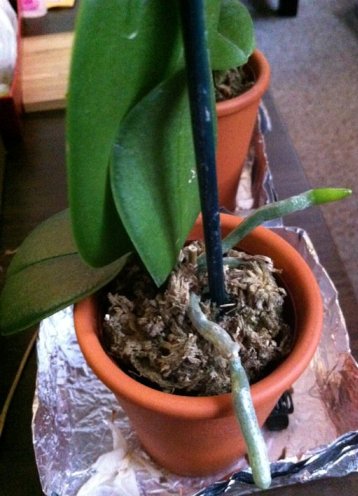 Is my miniature orchid still alive?-2-jpg