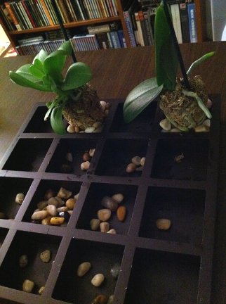 Is my miniature orchid still alive?-1-jpg