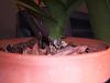 Orchid base rotting-orchid-002-jpg