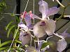 greenhouse harvest for today....-flowers-009-jpg