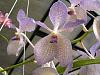 greenhouse harvest for today....-flowers-010-jpg