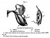 Darwin and Catasetum-darwin_on_catasetum_barbatum_page_152_-_illustration-jpg