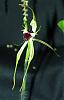 Caladenia dilatata-caladilatata2-jpg