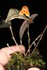 Lepanthes niesseniae-img_5218-jpg