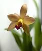 Mini (?) Cattleya ID?-dsc06996-jpg