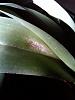 Large spot on Phal leaf; fungus or bacteria??-img00282-20101102-0905-jpg