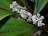 Eria hyacinthoides-dscn7253-jpg