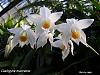 coelogyne marmorata or any warm coelogyne growing tips needed-coelogyne_mooreana001fix-jpg