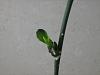 Hey, my Phal. has 2 keikis, what next?-img_1318-1-jpg