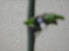 Hey, my Phal. has 2 keikis, what next?-img_1322-1-jpg