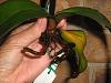 HELP!! my Phal.please-img_1348-1-jpg