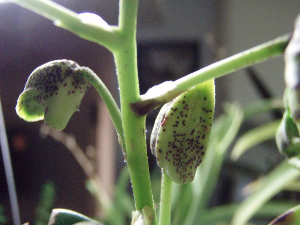 black spots on orchid flowers