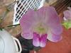 ID on this dendrobium please-img_1355-1-jpg