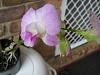 ID on this dendrobium please-img_1353-1-jpg