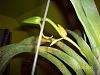 New Angraecum sesquipedlae bosseri-100_3948-jpg