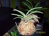 3 New plants-100_4076-jpg