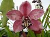 Cym. Enzan Champagne fist bloom-enzan-champagne-2-jpg