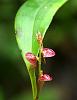 Four Colombian Orchids-img_4963_filtered-jpg