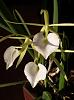 Emerging bloom spike on Brassavola Little Stars?-brassavolalittlestars-jpg