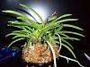 Neofinetia falcata 'Asahiden'-100_4271-jpg