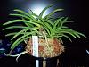 Neofinetia falcata 'Asahiden'-100_4273-jpg