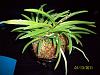 Neofinetia falcata 'Asahiden'-100_4277-jpg