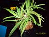 Neofinetia falcata 'Asahiden'-100_4280-jpg