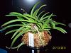 Neofinetia falcata 'Asahiden'-100_4283-jpg