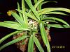 Neofinetia falcata 'Asahiden'-100_4285-jpg