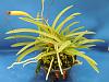 Neofinetia falcata 'Asahiden'-cbzno-wbmk-kgrhqeokiee0j6vhy-ubnjdt0sr-_3-jpg