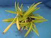 Neofinetia falcata 'Asahiden'-cbznpc-bgk-kgrhqeokjee0f2cblufbnjdt3bf-_3-jpg