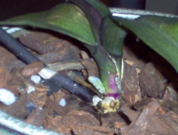 Dying Phal Needs Help, Soggy Leaves, Root Rot, and more - Orchid Board -  Most Complete Orchid Forum on the web !