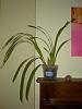 Help with Cymbidium back bulbs.-dscn9450-jpg